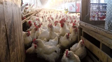 أسعار الدواجن والبيض تتراجع اليوم الأربعاء وتأثيرها على الأسواق المحلية 1